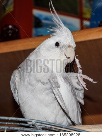 pet parrot Corelli preening its feathers bird
