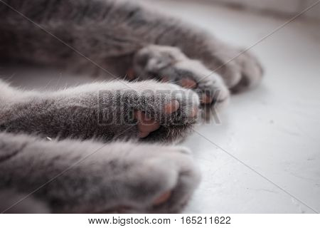 four paws of a cat of peacefully sleeping cat. close