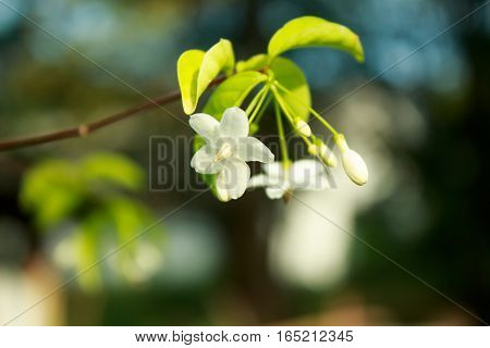 Close up Beautiful flowers Mok in morning light