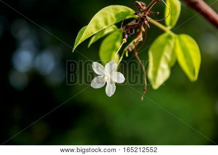Close up Beautiful flowers Mok in morning light