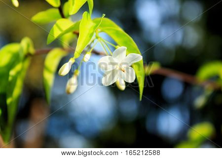 Close up Beautiful flowers Mok in morning light