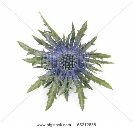 Sea Holly Thistles