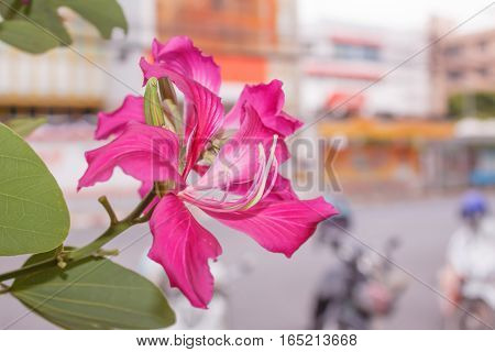 Pink flower Chongkho with green leaf background.
