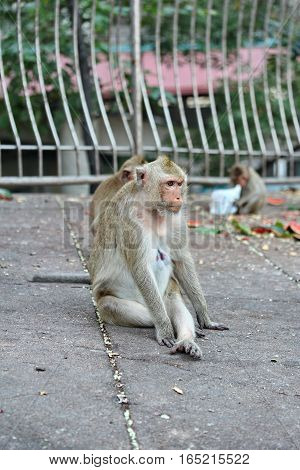 Mother Monkey And Baby Monkey Enjoy To Play .