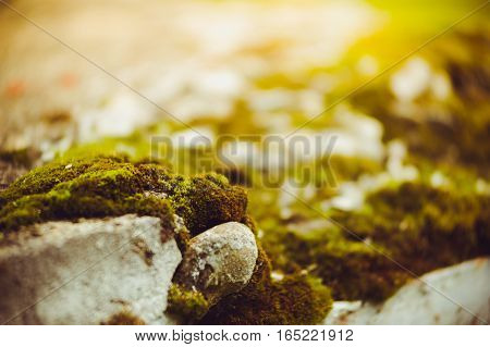 Mosses are small flowerless plants that typically grow in dense green clumps or mats