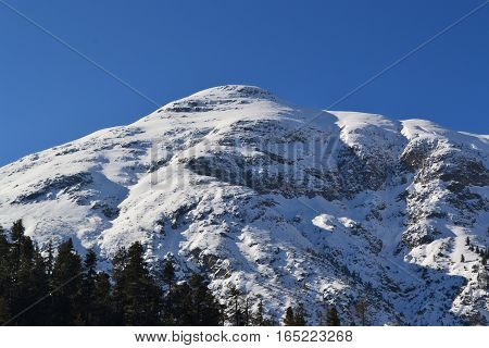 Snow covered mountains and pinetrees in north Italy