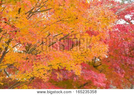 Multiple colour maple leaves during autumn season Kyoto Japan