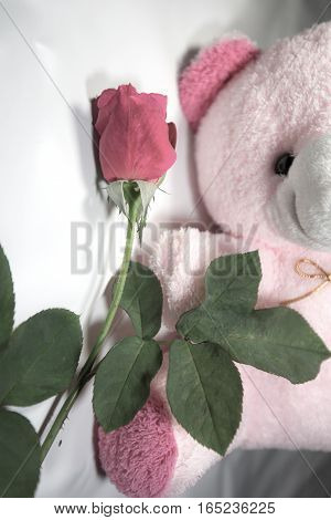 Red roses are the symbol of love.on celebrety