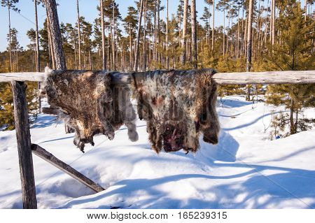 Reindeer pelt with blood spots drying. Winter time.