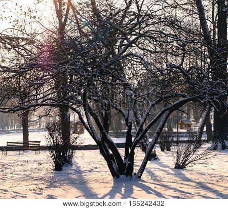 beautiful winter landscape in the Park bird feeders on the tree