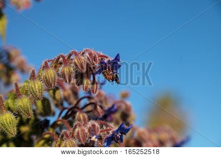 Blue starflower known as Borage officinalis attracts honeybees Apis mellifera in a Southern California garden