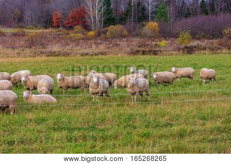 Flock of sheep staring on a fall day in Wisconsin.
