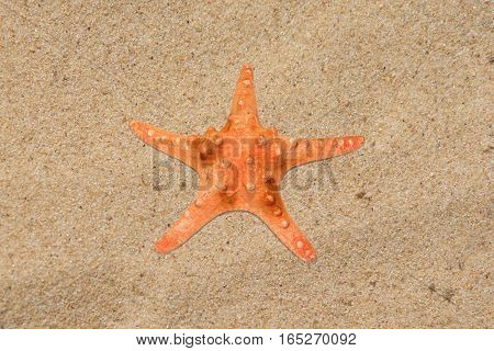 Orange five rays starfish on clear beach sand closeup