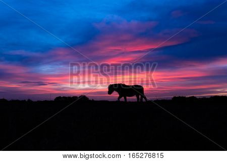 New Forest pony silhouetted walking in front of sunset. Wild horse in front of impressive sky at Stoney Cross in a national park in the south of England UK