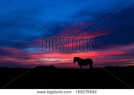 New Forest pony silhouetted standing in front of sunset. Wild horse in front of impressive sky at Stoney Cross in a national park in the south of England UK