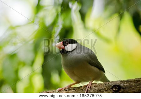 this is a close up of a Java sparrow