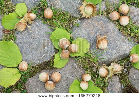 Whole hazelnuts with leaves on the stones. Background