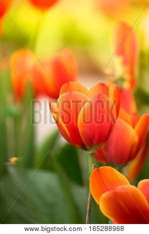 Tulip. Beautiful Bouquet Of Tulips. Colorful Tulips.