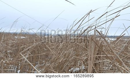 dry grass marsh winter reed nature beautiful landscape
