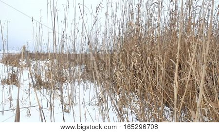 dry grass marsh winter reed beautiful landscape nature