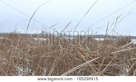 dry grass marsh winter reed nature beautiful landscape