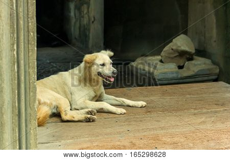 White dog lying on the porch. Good pooch lies at home.