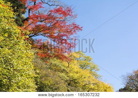 Colorful autumn trees under blue sky in Kumamoto