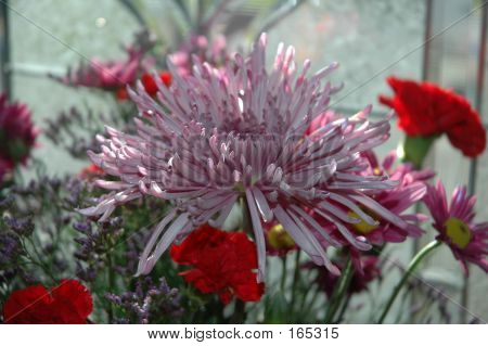Red And Pink Flowers