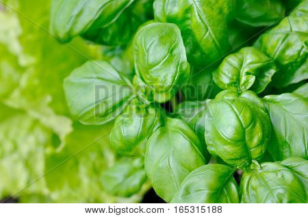 close on green foliage of basilic in a garden