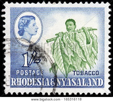LUGA RUSSIA - SEPTEMBER 18 2015: A stamp printed by RHODESIA AND NYASALAND shows image portrait of Queen Elizabeth II and farmer harvesting tobacco plants circa 1959