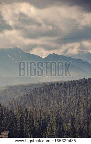 Mountain Forest Covered By Fog