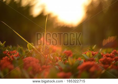 beautiful sunshine in the field of flowers.