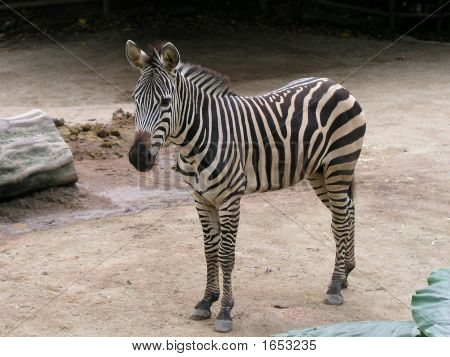 Zebra