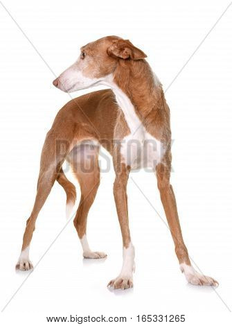 podenco ibicenco in front of white background