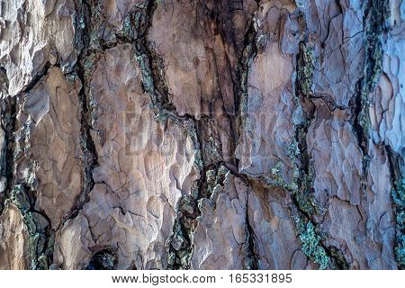 Pine tree bark macro photograph for closeup texture