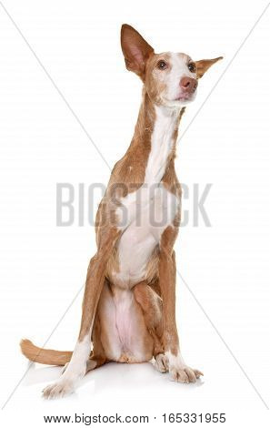 podenco ibicenco in front of white background