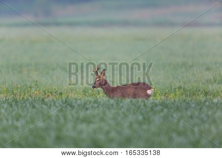 Natural young roebuck standing in green meadow