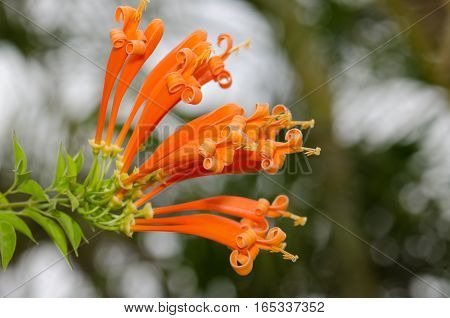 Orange trumpet Flame flower Fire-cracker vine leaf on a tree. Cut orange flower with beautiful blue sky day.