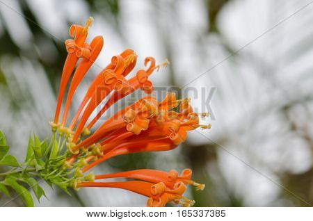Orange trumpet Flame flower Fire-cracker vine leaf on a tree. Cut orange flower with beautiful blue sky day.