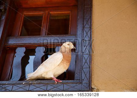 Pigeon sitting on the window in old Kakopetria village Cyprus.