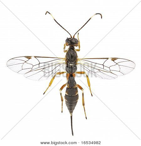 Xorides Praecatorius