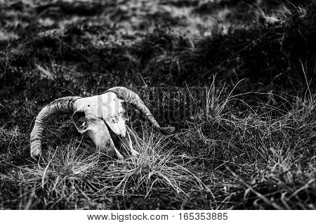 A scary horned ram's skull sits on the boggy marshland
