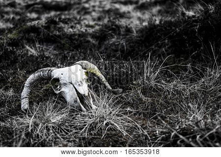 A largely black and white image of a ram's skull on the grass with hints of green colour throughout