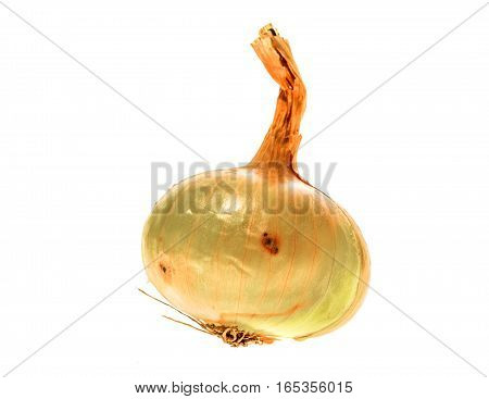 Organic Bio Homegrown Unpeeled Yellow Onion Isolated On White Background.