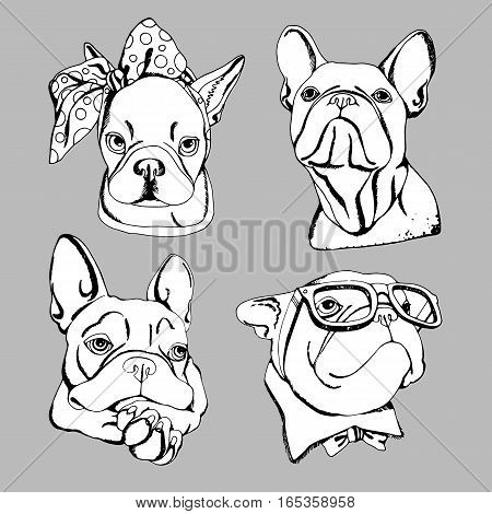 bulldog dog animal french vector illustration pet breed cute drawing puppy