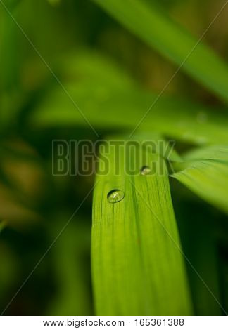 Closeup of water drop on green leaf