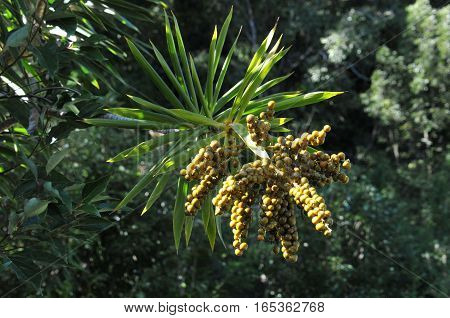 Big Grappes of Yucca Fruits with Leafs in Reunion Island