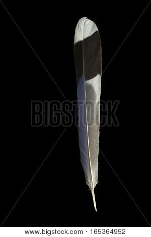 Feather of Red-bille blue magpie Urocissa erythrorhyncha isolated on black