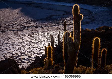 Sourrounded by the Salar de Uyuni salt lake the view from the cactus island Incahuasi near Uyuni, Bolivia is impressive