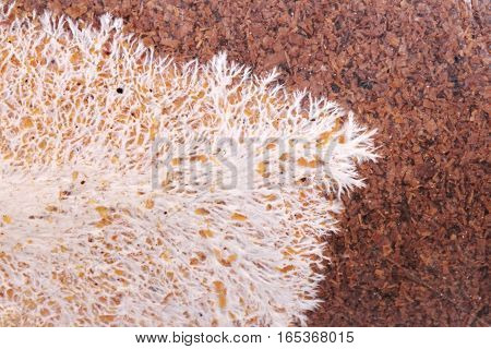 Art Of Infected Mushroom On Bag Of Bamboo Mushroom,texture